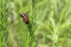 Promachus vertebratus