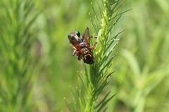 Promachus vertebratus
