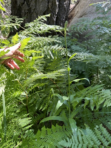 Image of Lilium parryi by (c) Melanie J. Davis, some rights reserved (CC BY)
