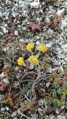 Bupleurum americanum