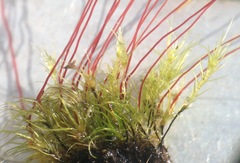 Leptobryum pyriforme