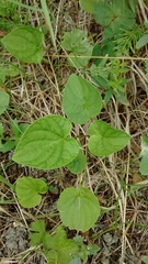 Viola langsdorffii