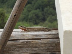 Podarcis muralis albanica