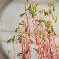 Leptobryum pyriforme