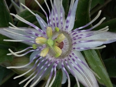 Passiflora karwinskii