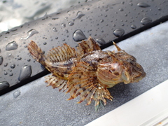 Taurulus bubalis
