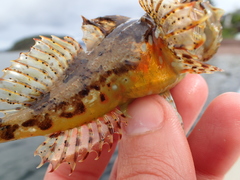 Taurulus bubalis