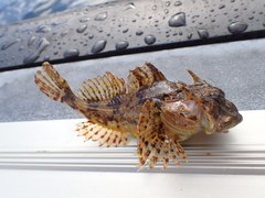 Taurulus bubalis
