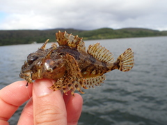Taurulus bubalis