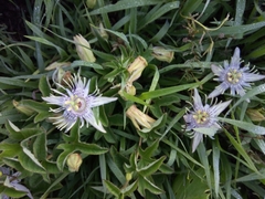 Passiflora karwinskii