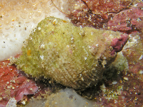 Coralliophila erosa observed 2013-06-18