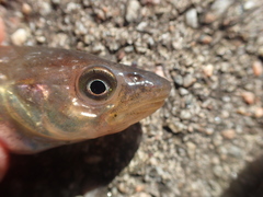 Merlangius merlangus