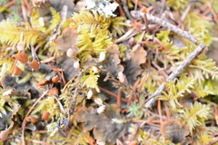 Peltigera kristinssonii