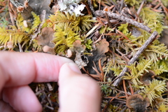 Peltigera kristinssonii