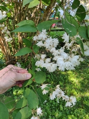 Deutzia
