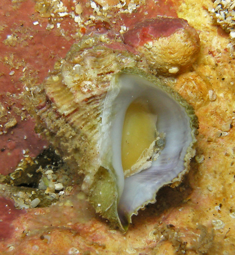 Coralliophila erosa observed 2016-05-31