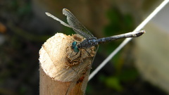 Micrathyria longifasciata