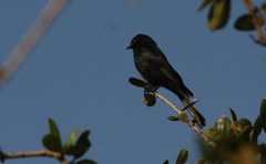 Melaenornis pammelaina ater