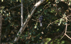 Melaenornis pammelaina ater
