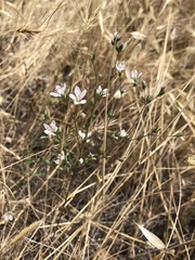 Hesperolinon congestum