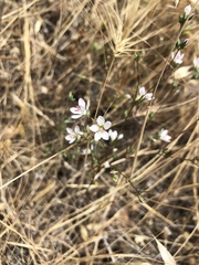 Hesperolinon congestum