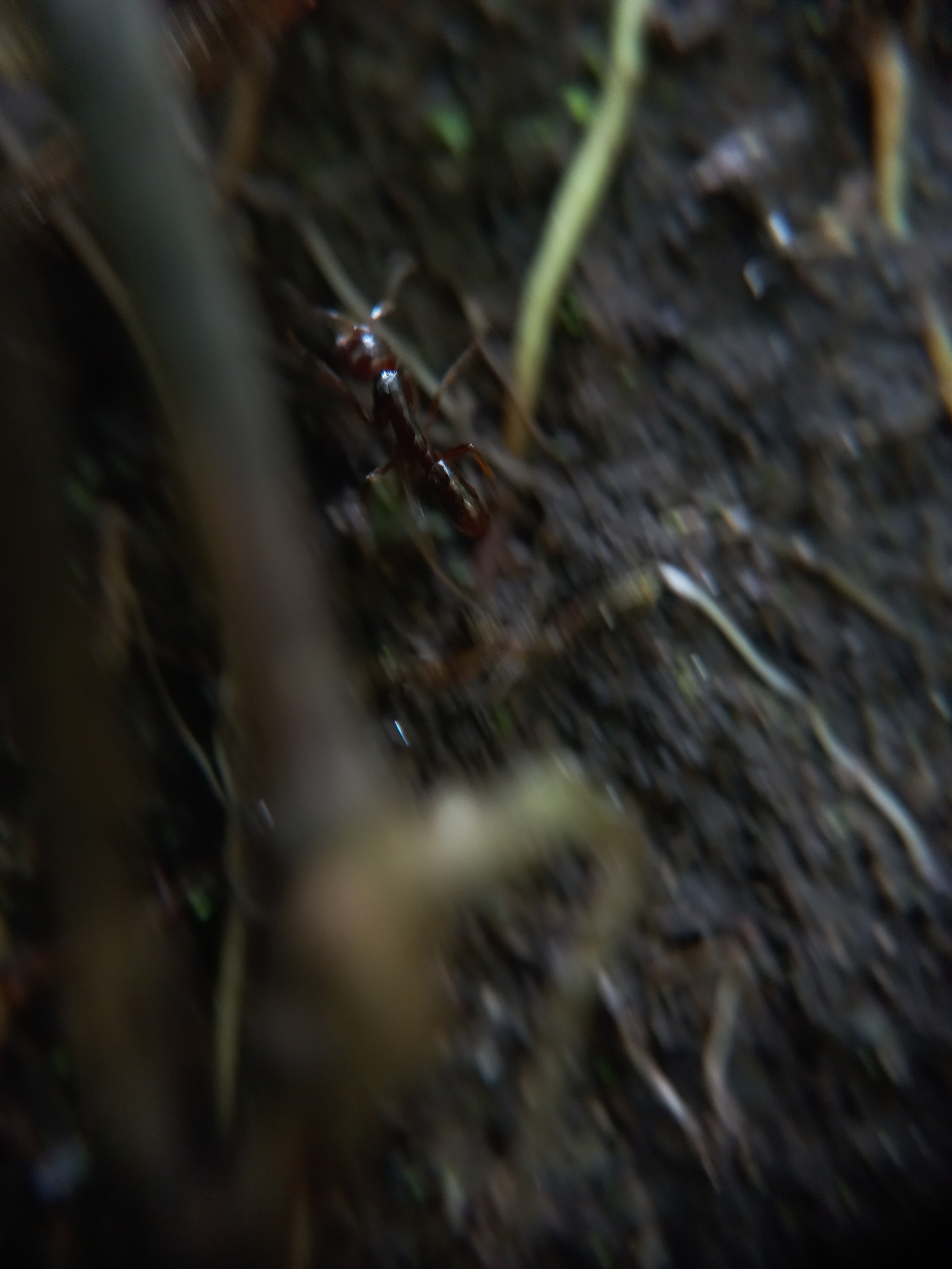Leptogenys dentilobis