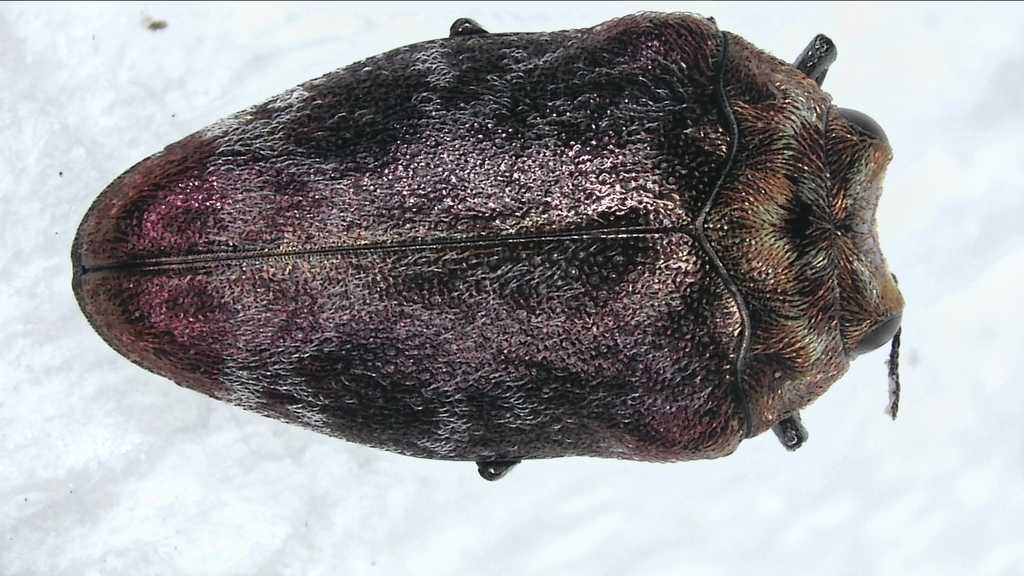 Trachys pecirkai