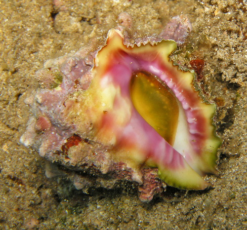 Drupa rubusidaeus observed 2019-04-07