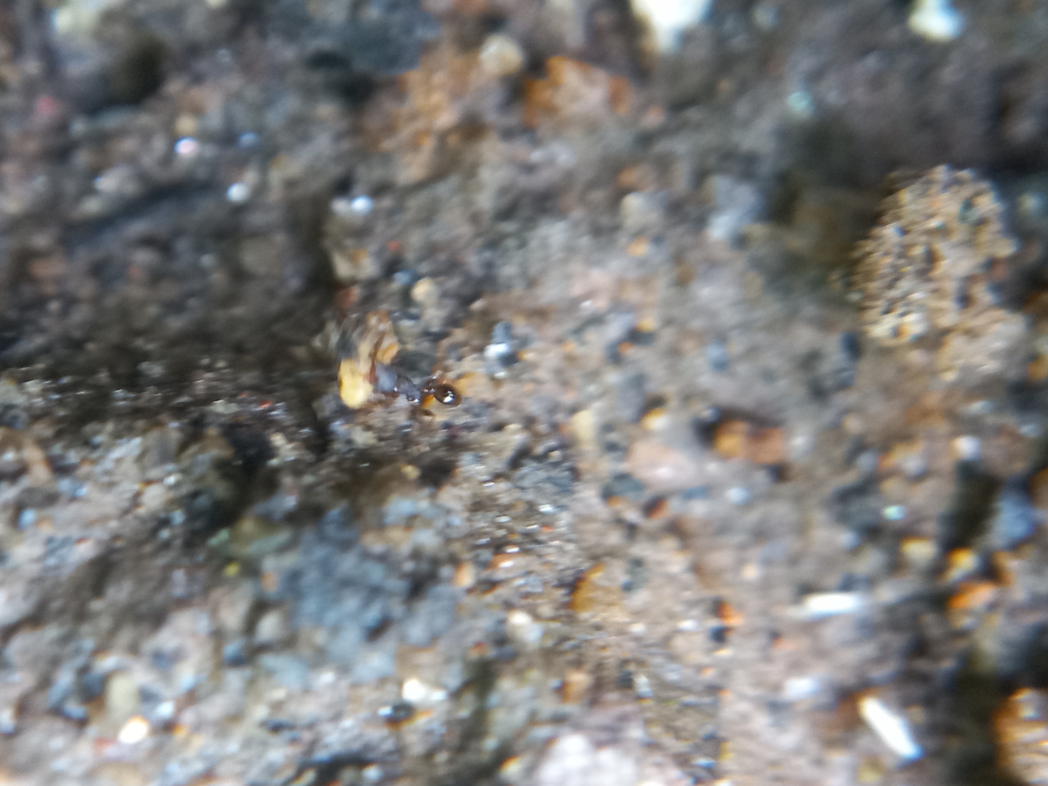 Pheidole mus