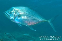 Atropus mentalis