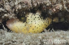 Pseudobalistes flavimarginatus