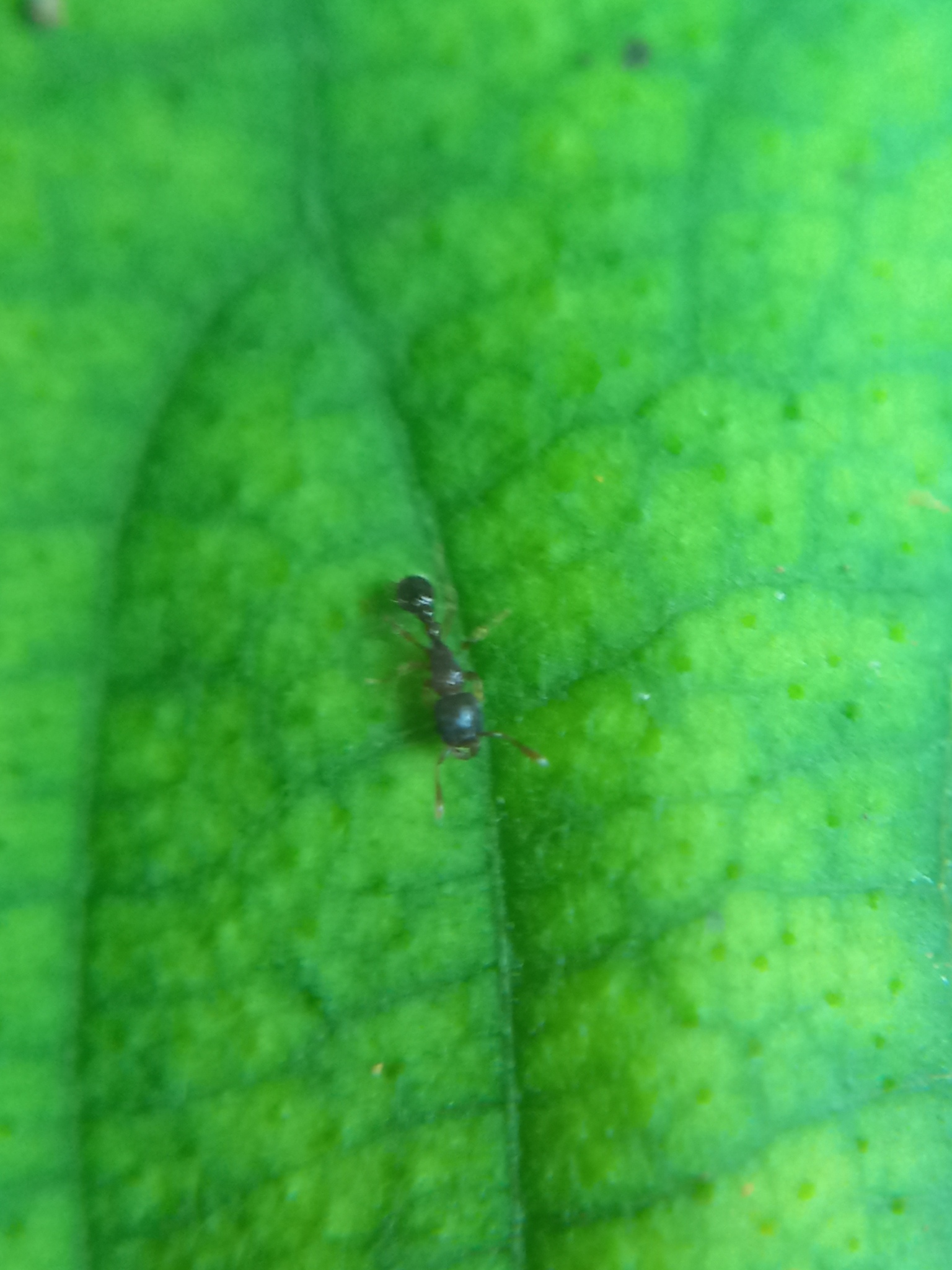 Tetramorium tonganum