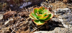 Aeonium lancerottense image