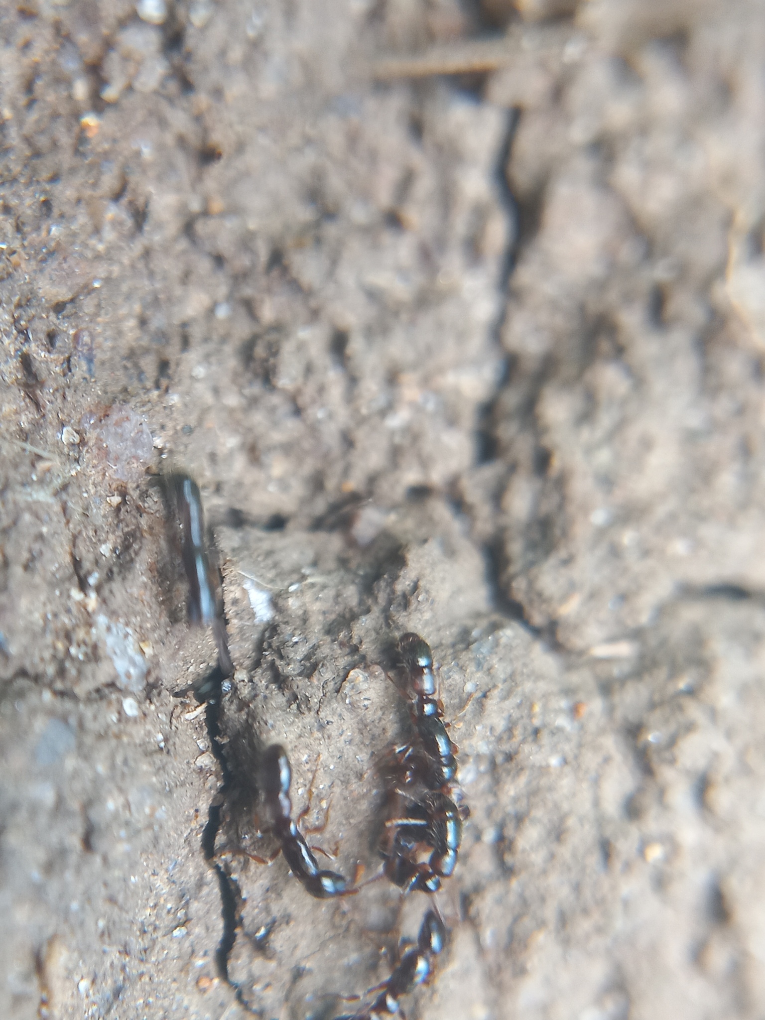 Lioponera nayana