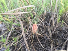 Astragalus ceramicus