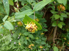 Lonicera dioica