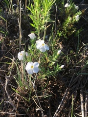 Phlox andicola