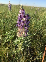 Lupinus plattensis