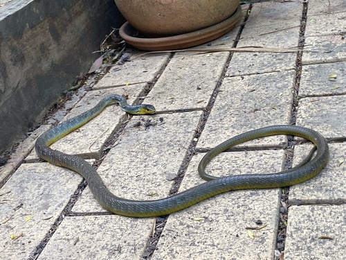 Common Tree Snake sighting