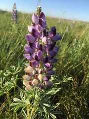 Lupinus plattensis