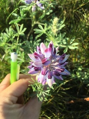 Lupinus plattensis
