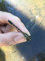 Hylogomphus abbreviatus