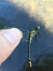 Hylogomphus abbreviatus