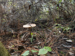 Macrolepiota colombiana