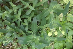 Silene vulgaris