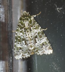 Thalatha bryochlora