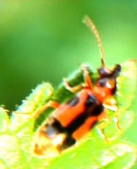Notoxus monoceros