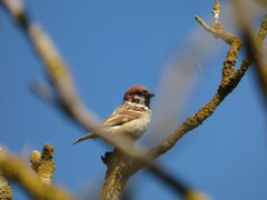 Passer montanus