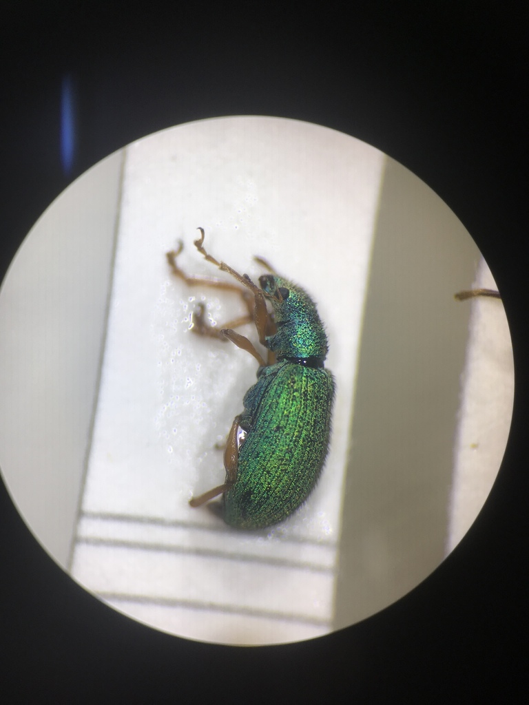 Polydrusus flavipes
