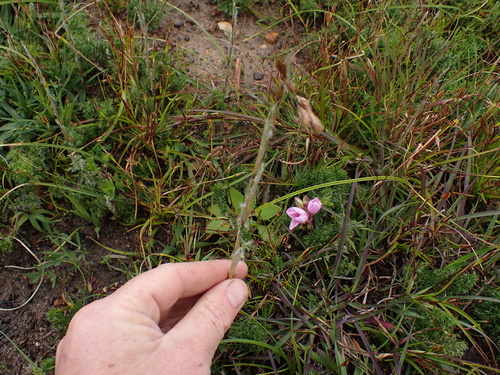 Image of Thamnochortus fruticosus by (c) Eugene Hahndiek, some rights reserved (CC BY-SA)